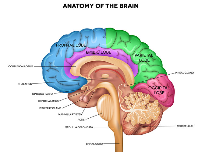 brain anatomy