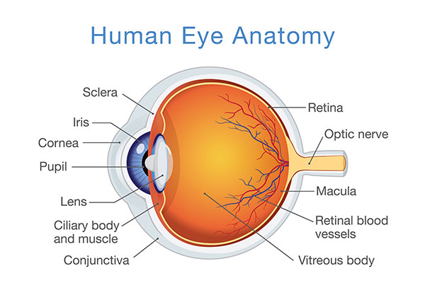 eye anatomy