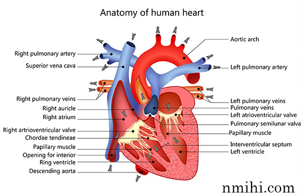 anatomy of human heart